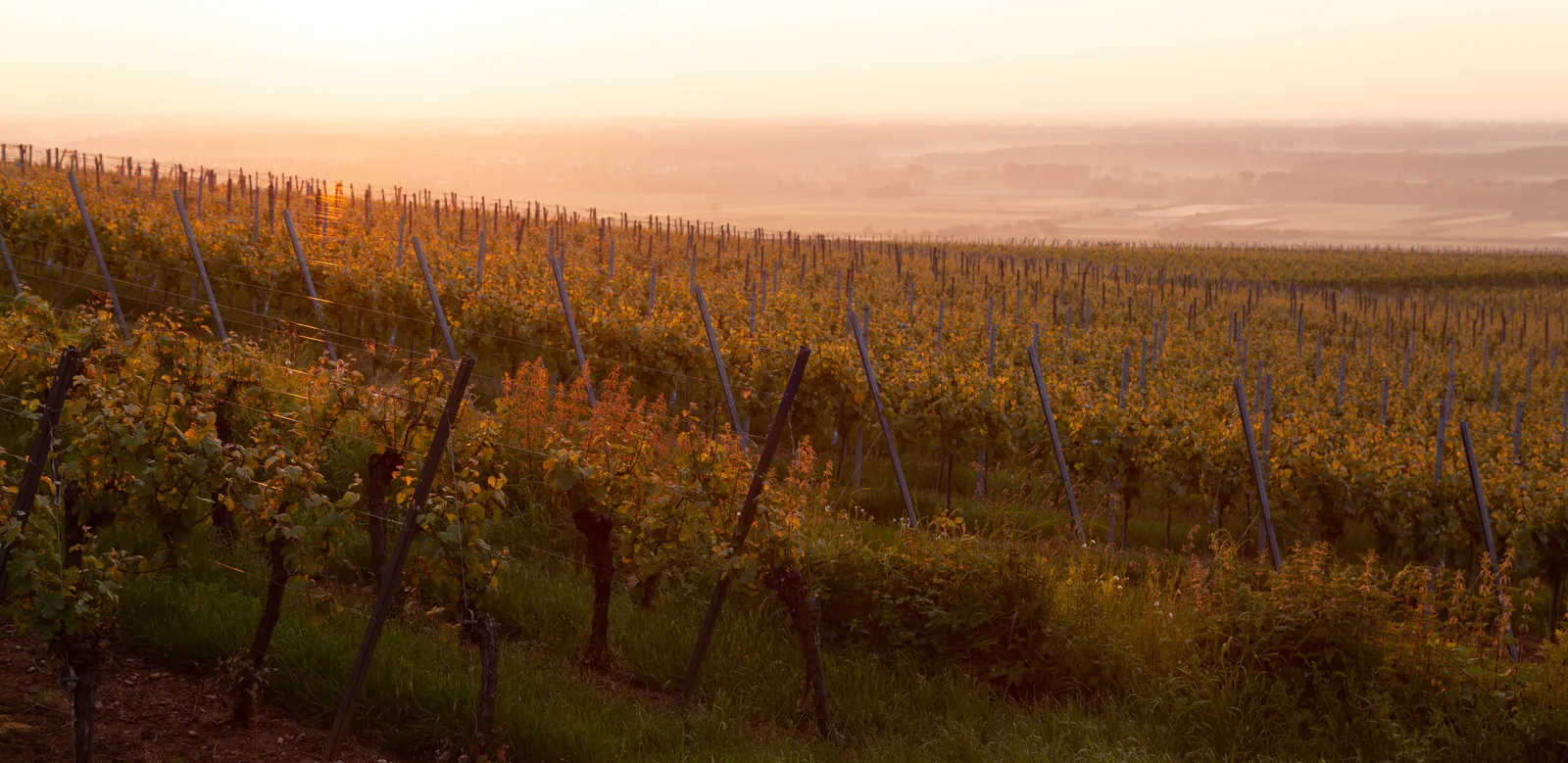 Vineyard rows on a hillside at golden hour